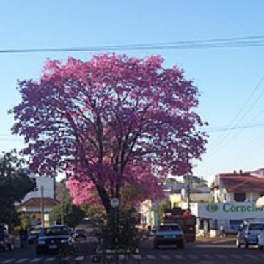 Três Passos - RS