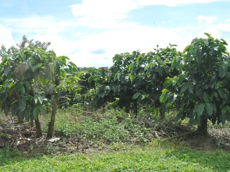 Cafeeiras